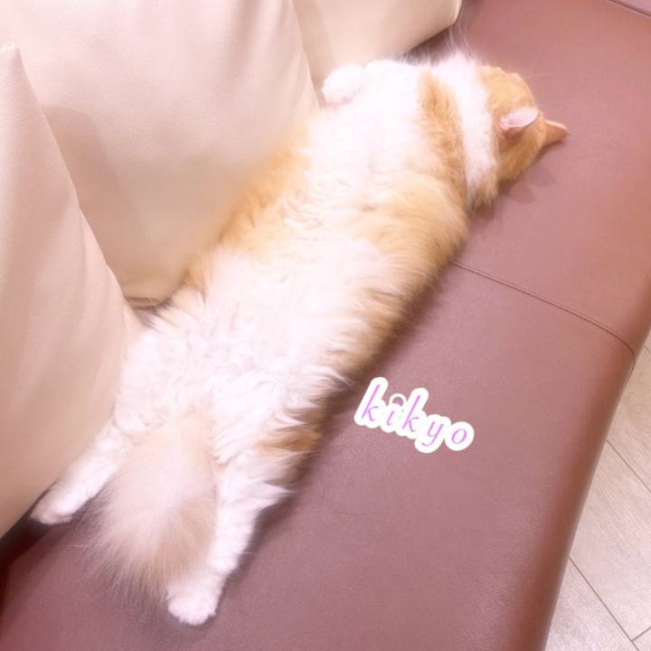 ぐで〜🐈‍⬛
