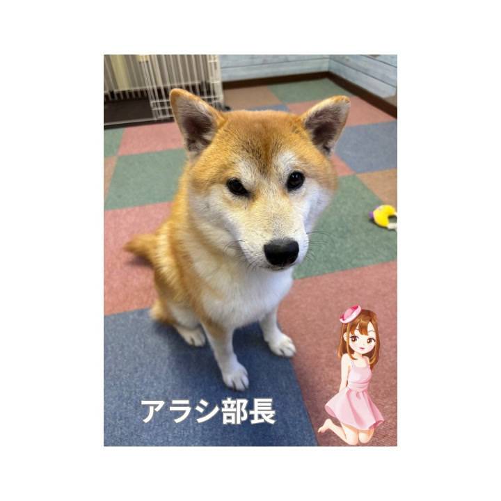 すりすりしてきたアラシ部長🐕