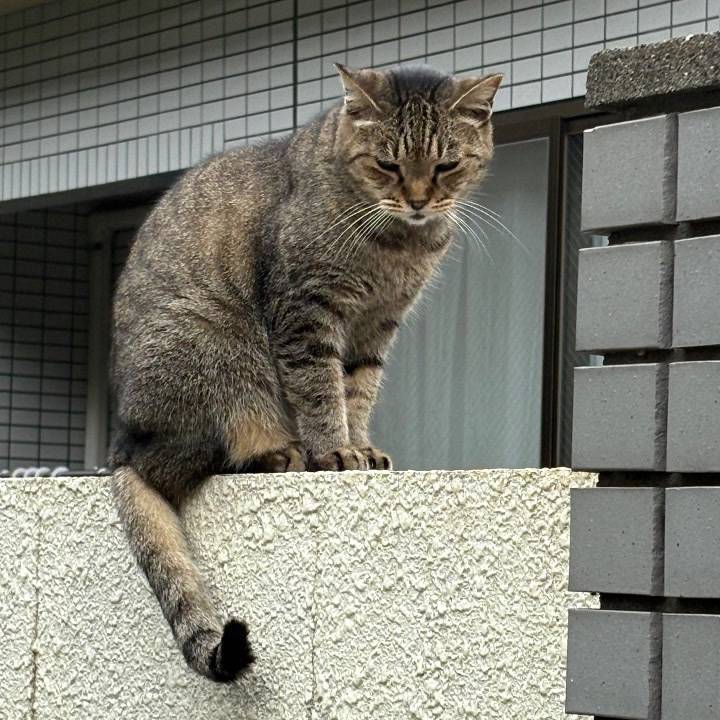 ねっこ🐱💖