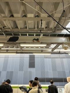 見つかりますか？(o^^o)🐾