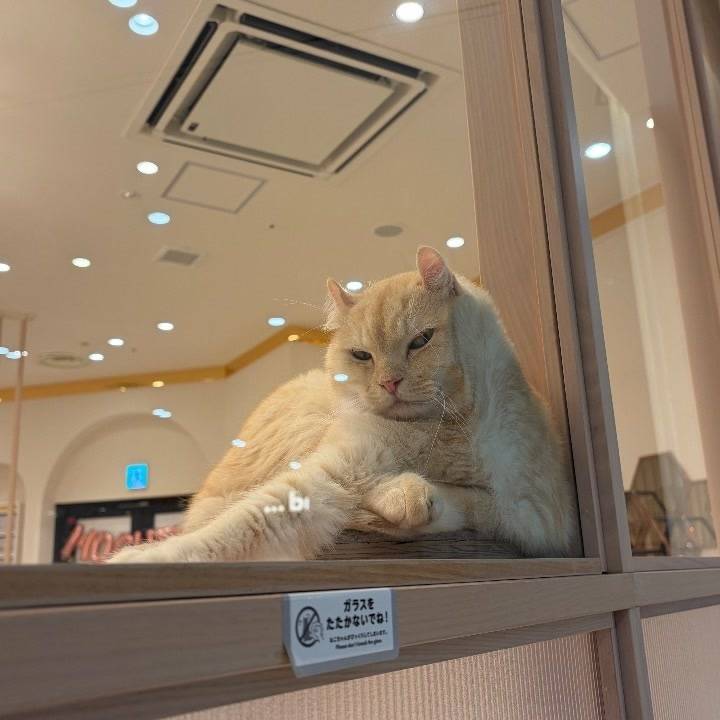 なに見てるにゃ！！