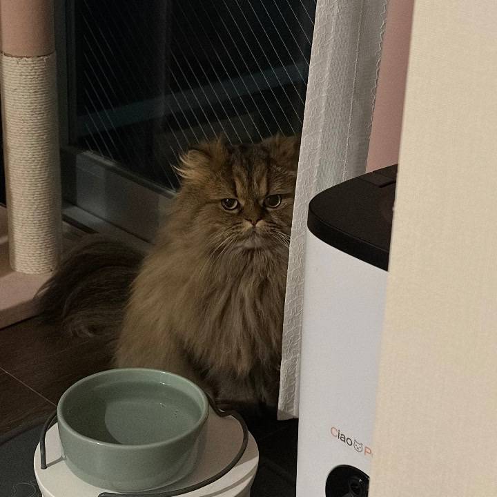 家政婦は見たならぬ〇〇は見た