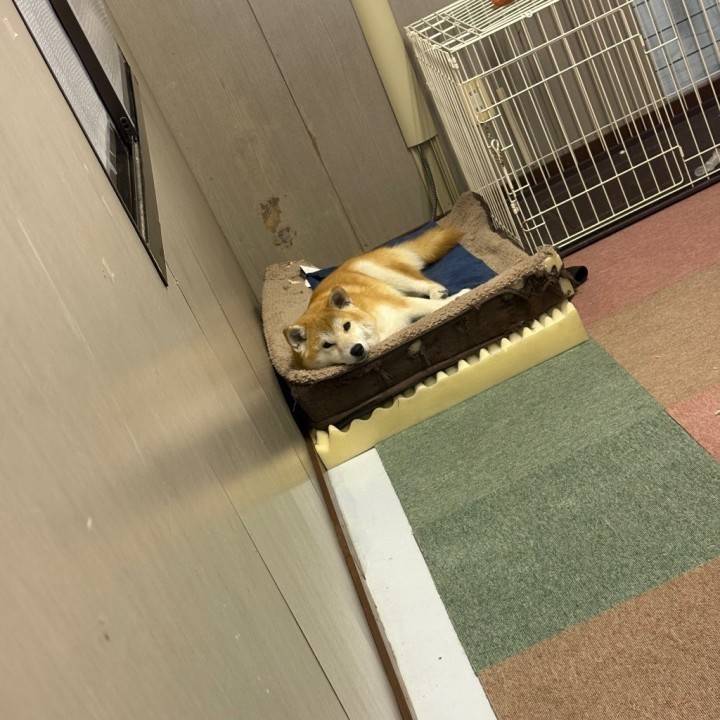 🐶か🫁しかいらん‼️