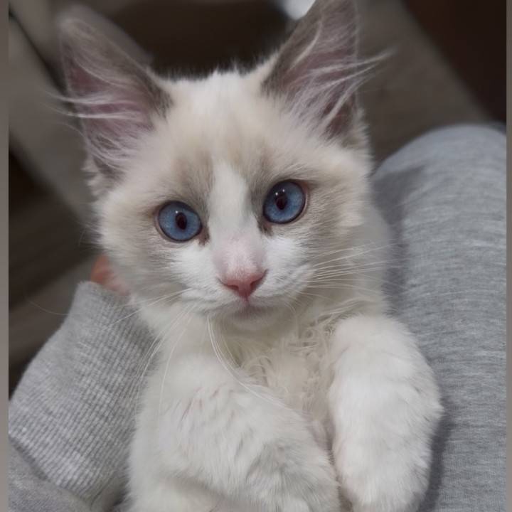 またひとつ、あたたかいご縁🐱🌈