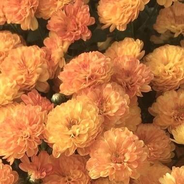 2月シフト🥣🩵