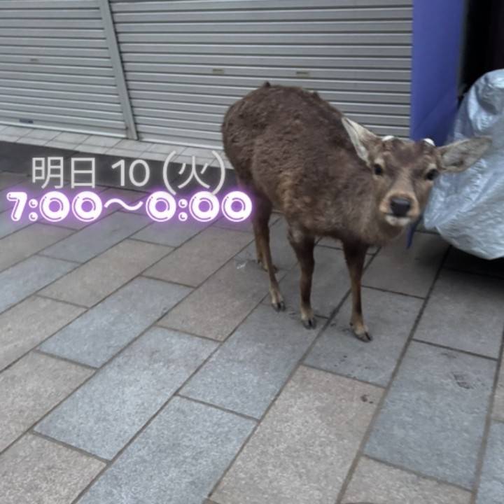 ちょっと旅して、明日から出勤です🍬