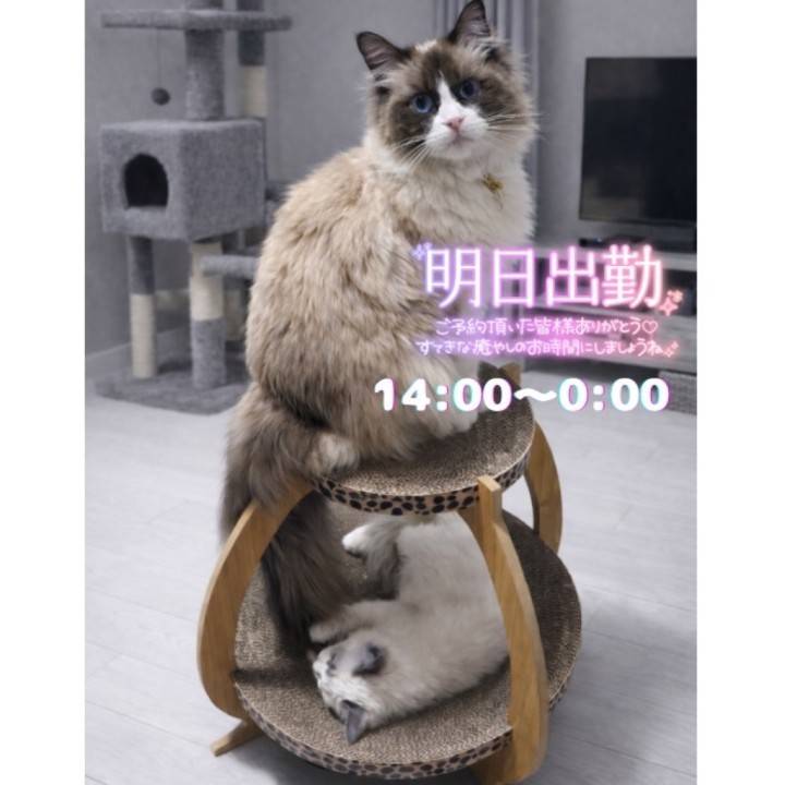 お休み満喫🍜🐈 明日は14:00～0:00です🕊