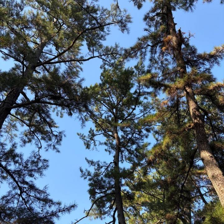 インフルエンザ🌀🌀💉