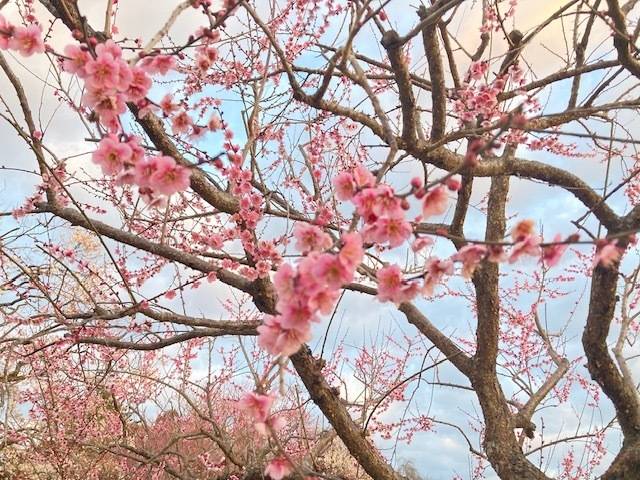 来月前半の予定☆