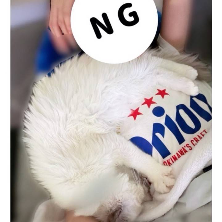 ねこさま💩大事件の朝🐱💥
