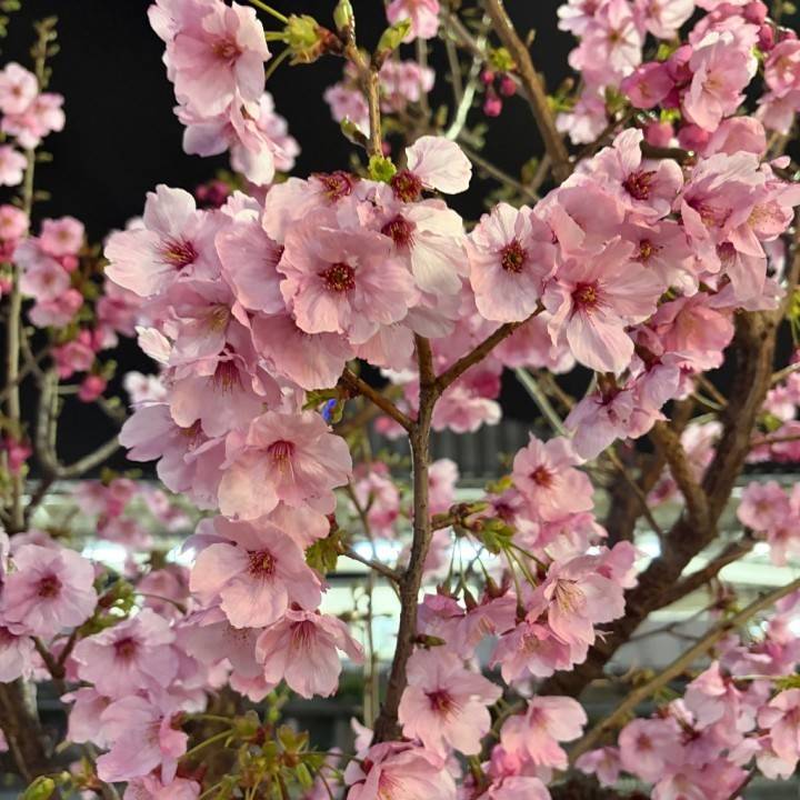 春だ〜🥰