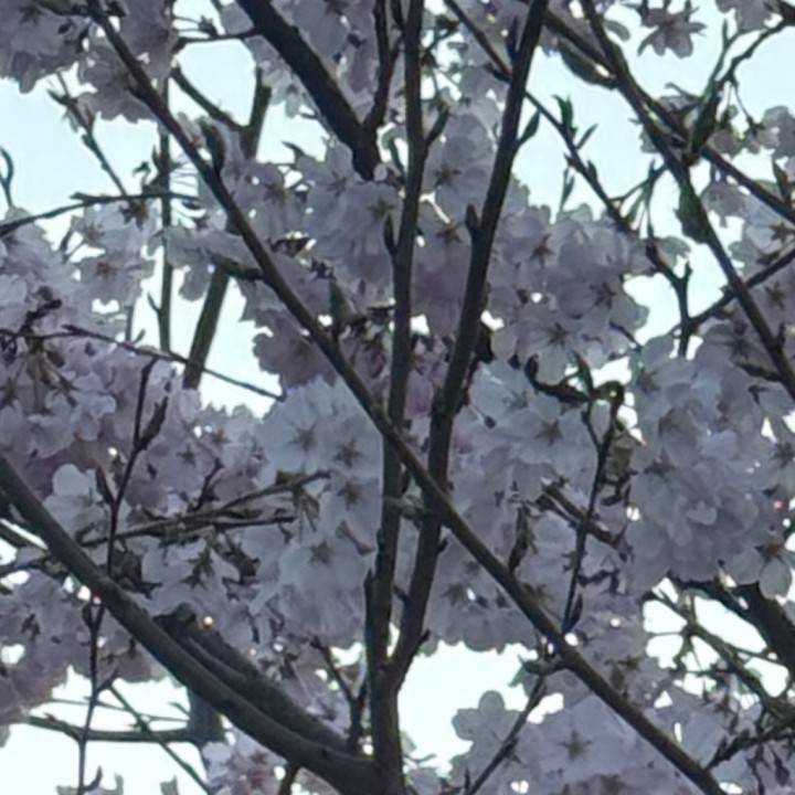 わた🐈‍⬛今日もありがとう🌸