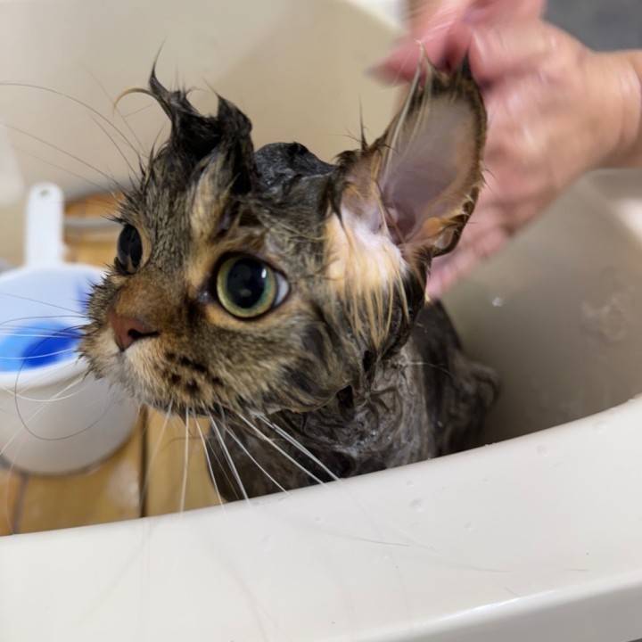 宇宙の猫発見！