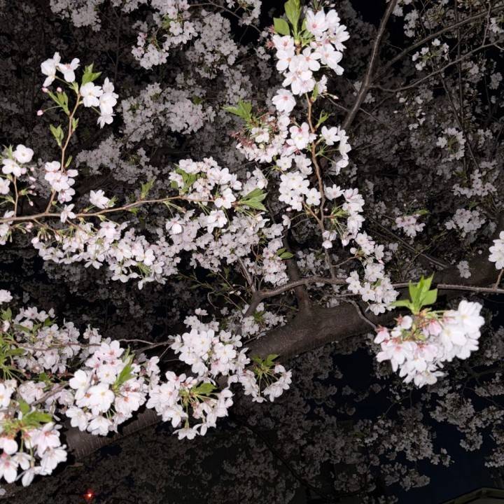 しゅっきん