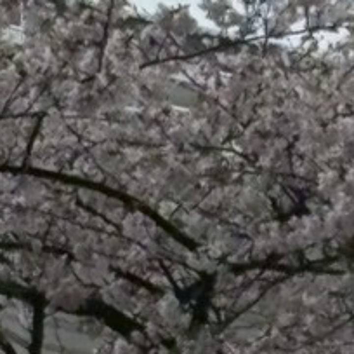 わた🐈‍⬛今日もよろしくね🌸