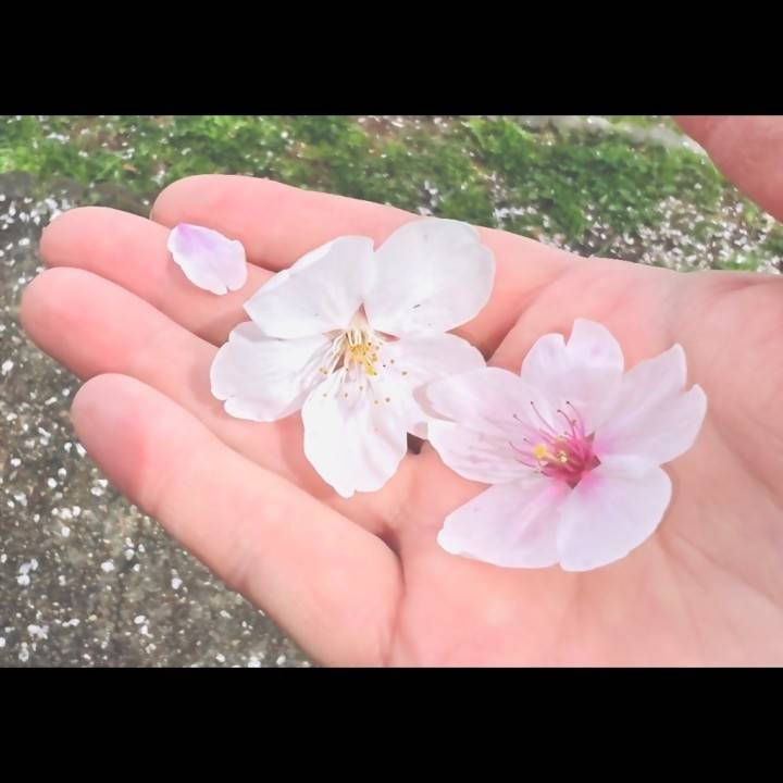 春のイタズラ？