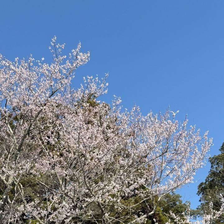 葉桜になってきてる〜！