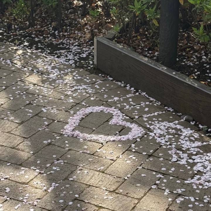 🌸✨