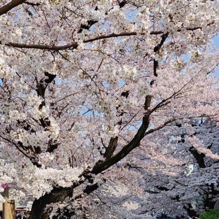 さくら🌸