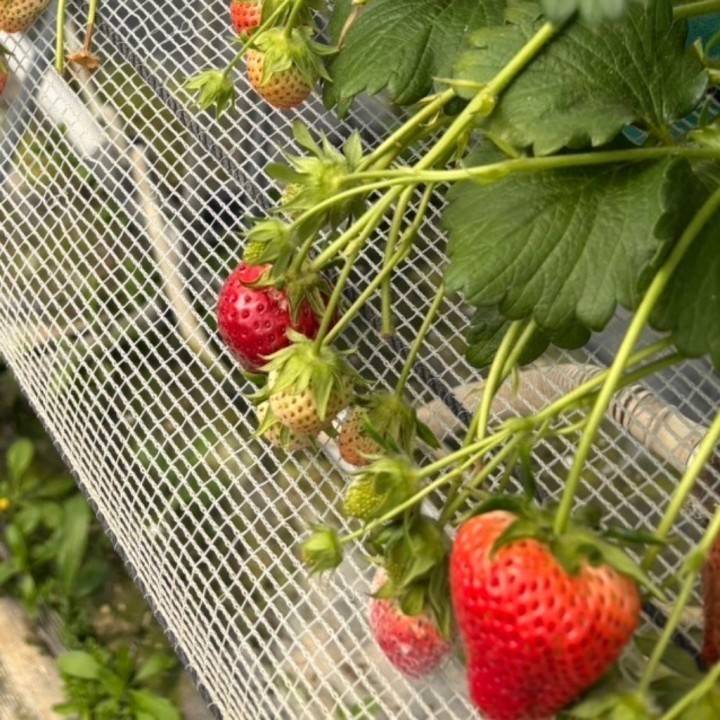 苺🍓