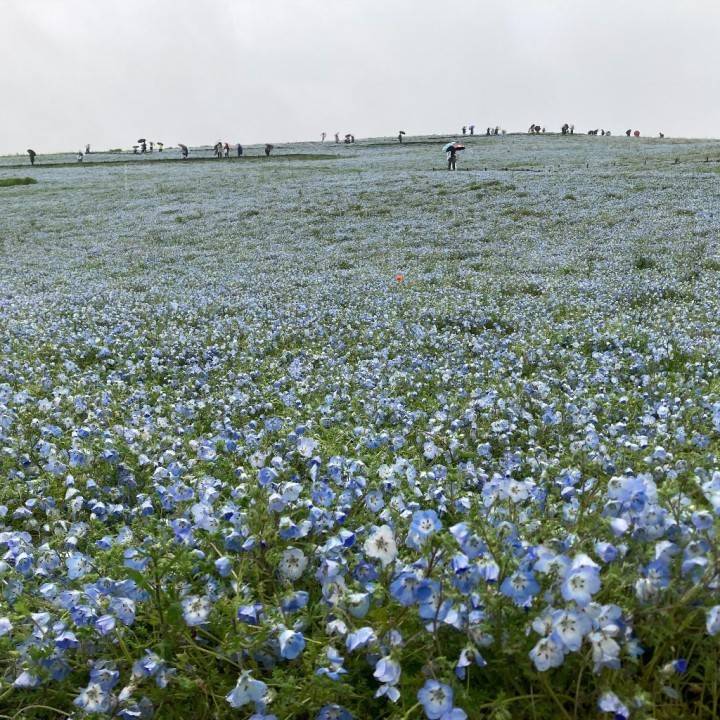 ひたち海浜公園☆