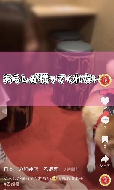 日本一の柴犬🐶