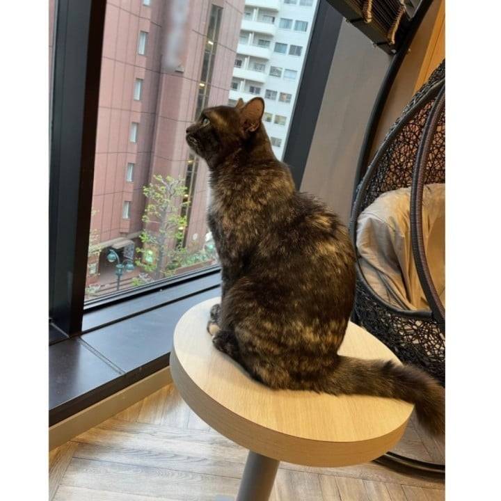 🐈♡