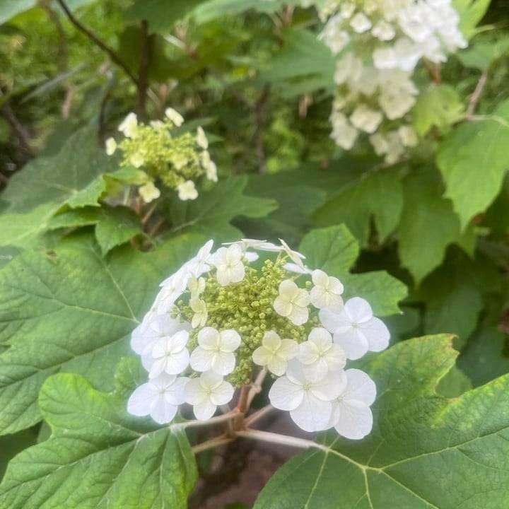 季節のお花たち⸜(* ॑॑* )⸝♡