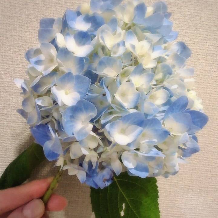 楽しんじゃお？