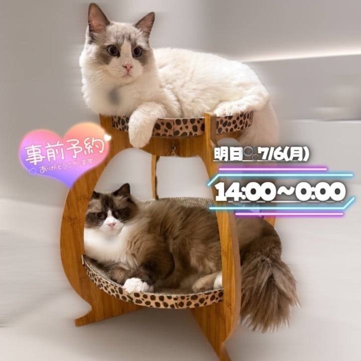 🐱最近の猫さま事情と、明日から出勤です💐