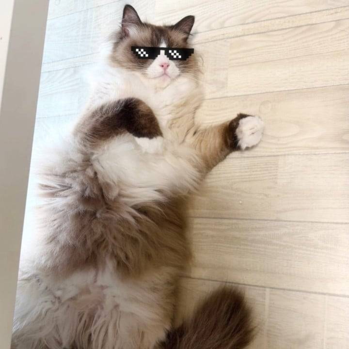 🐈猫さまDAY🐾