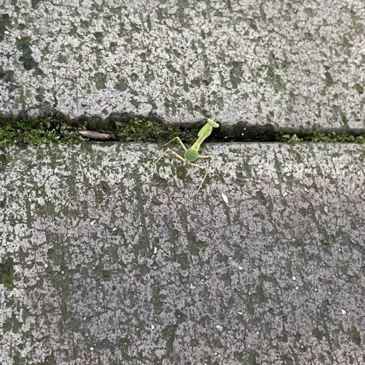 カマキリ？発見(☆∀☆)