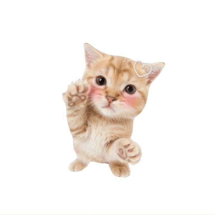 ఇᐢ.ˬ.ᐡఇ
