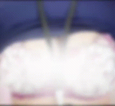 【動画】ぼかしの向こう側👙