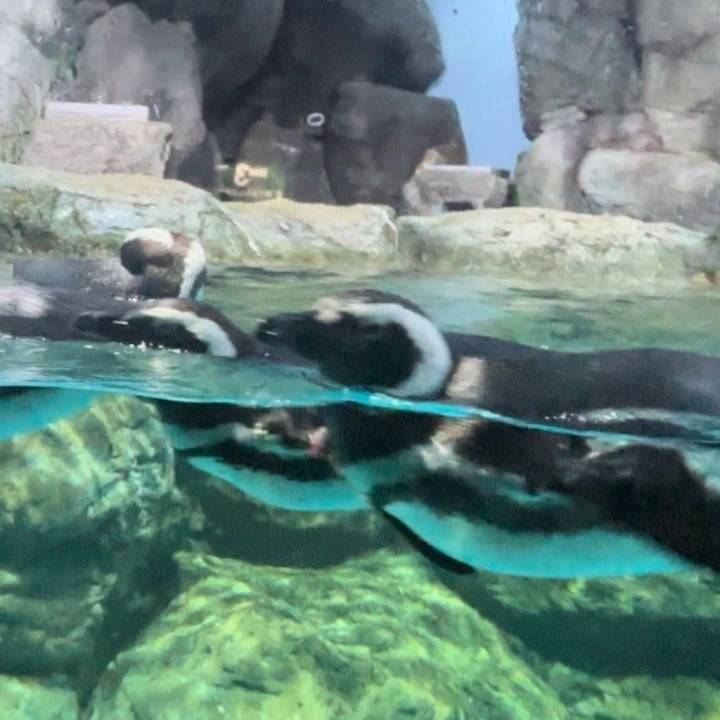 ペンちゃん