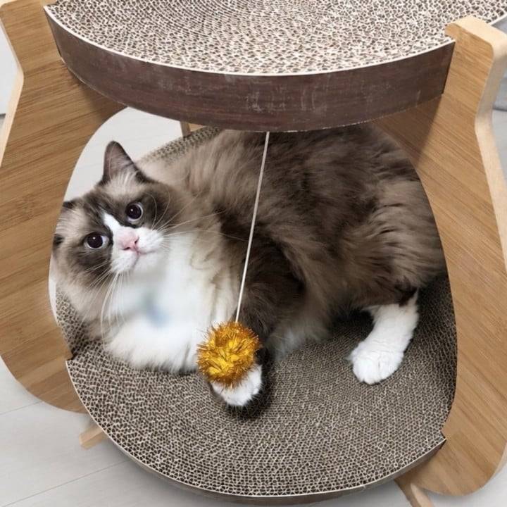 待てない猫さま🐾