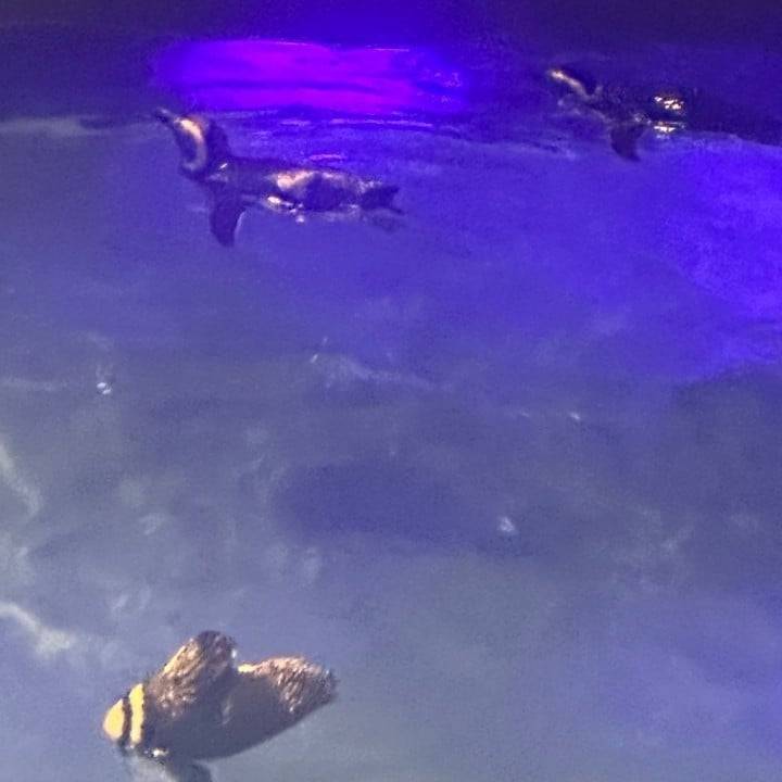 しゅ！！！