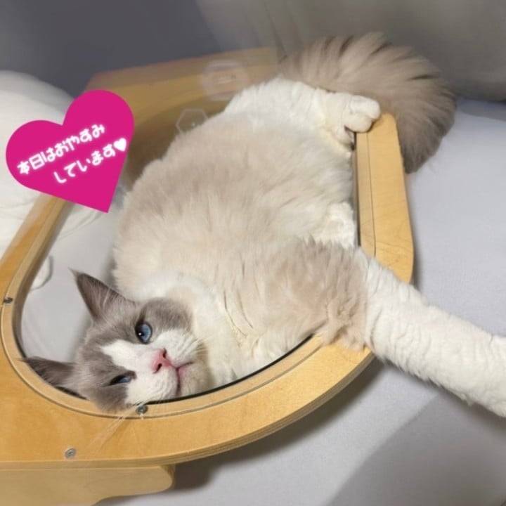 またもや破壊🤣🐈💥