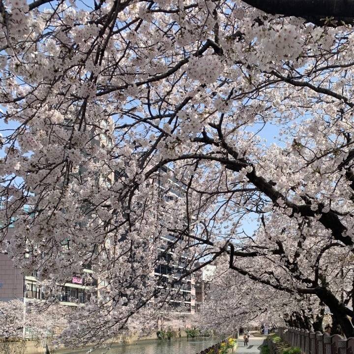 🌸