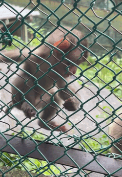 ベビざる🐒で癒されよ🩷️