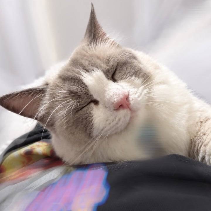 ねこ様の罠にハマりました🐈💤