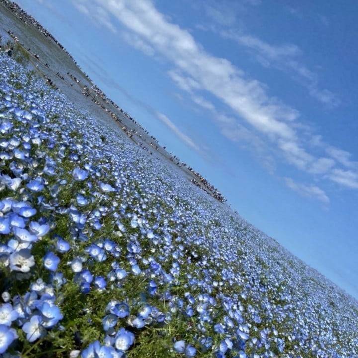 明日19時まで🤍
