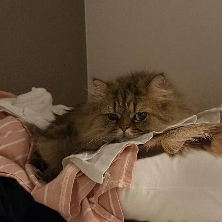 洗濯を毛まみれにする