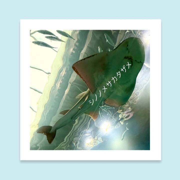 サメちゃん🦈その１