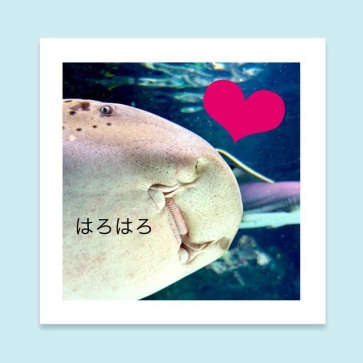 サメちゃん🦈その２