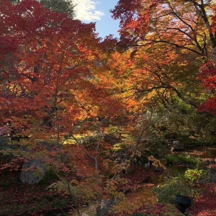 🍂