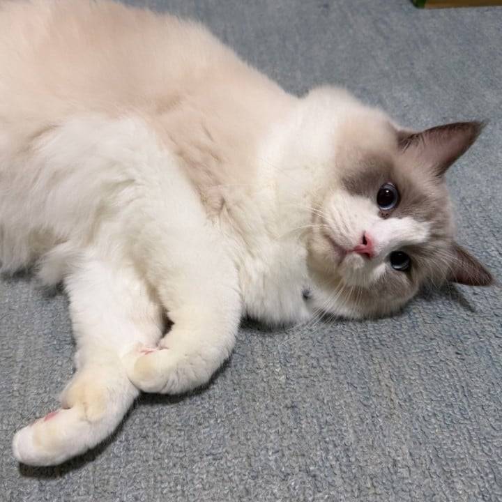 猫さまたち不在の大作戦🐱🧹✨