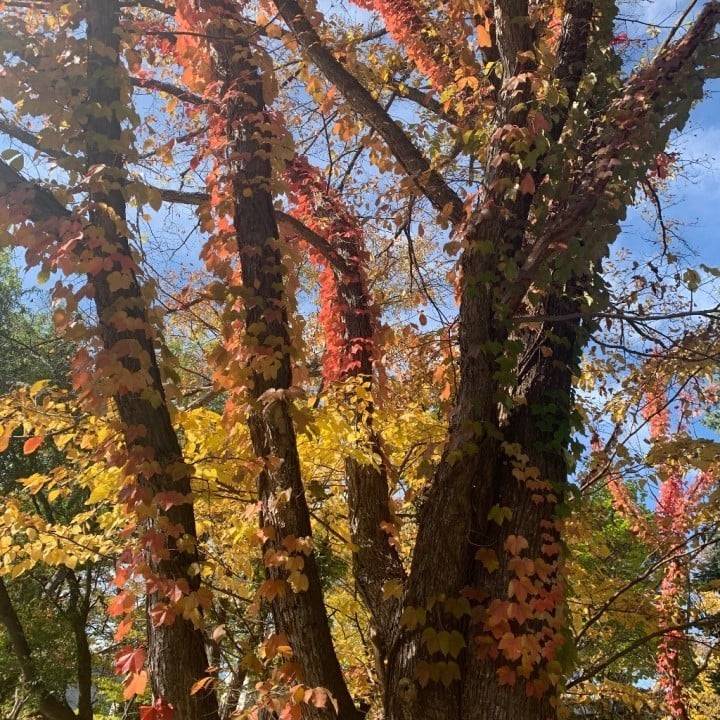 🍂