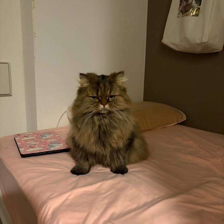 不機嫌な猫