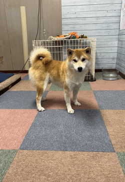 はんな（ドリーム水戸）